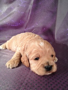 Buff Male Cockapoo puppy for sale #3|Purebredpups sells Cockapoo Puppies for less than Most Cockapoo Breeders in Pennsylvania 4